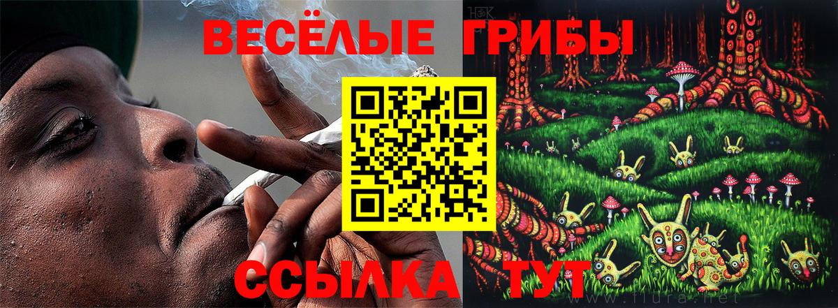 Псилоцибиновые грибы GOLDEN TEACHER  Вход с VPN  Котлас  Псилоцибиновые грибы MAGIC MUSHROOMS 